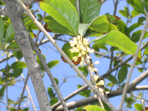 桂花