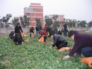 20081205享受田间乐趣