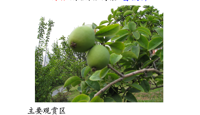 校园花木气象—七月、八月的花果