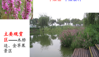 校园花木气象—九月的鲜花