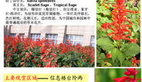 校园花木气象—十月的花果