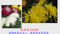 校园花木气象—十一月的花木