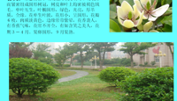 花卉气象站——五月的花卉（201005）
