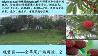 花卉气象站—六月的花果（20100609）