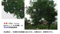 九月的花木（201009）