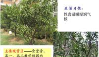 花卉气象站—十月的花果（20101016）