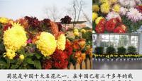 校园花木气象站—十一月的花木（20101207）