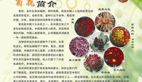 金秋校园菊展