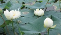 江苏省天一中学校园景点随笔赏析十二