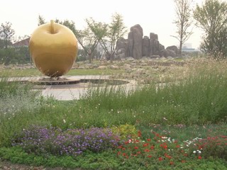 金苹果