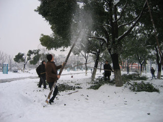 打雪护树